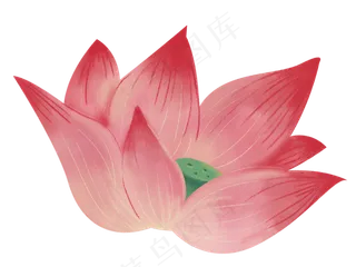 荷花红色