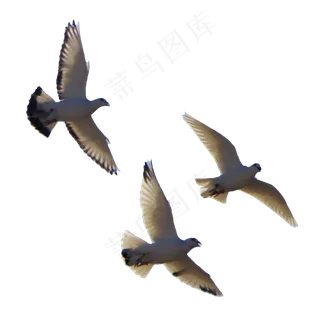 飞翔的和平鸽鸟儿,免抠元素