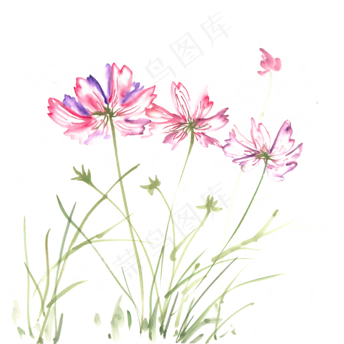 美丽的格桑花水墨画PNG免抠素材