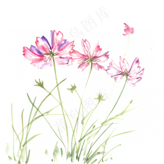 美丽的格桑花水墨画PNG免抠素材