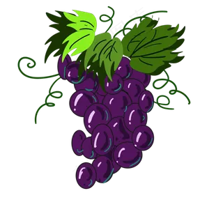 做葡萄酒紫色葡萄