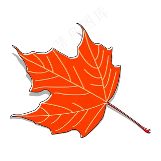 红叶枫叶秋天立秋