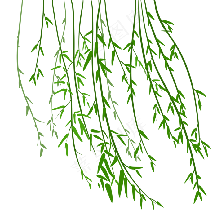 植物类柳树藤春天季节,免抠元素