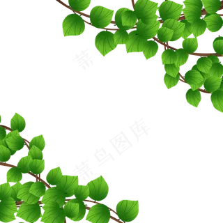 绿色植物叶子藤蔓