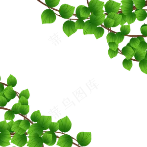 绿色植物叶子藤蔓