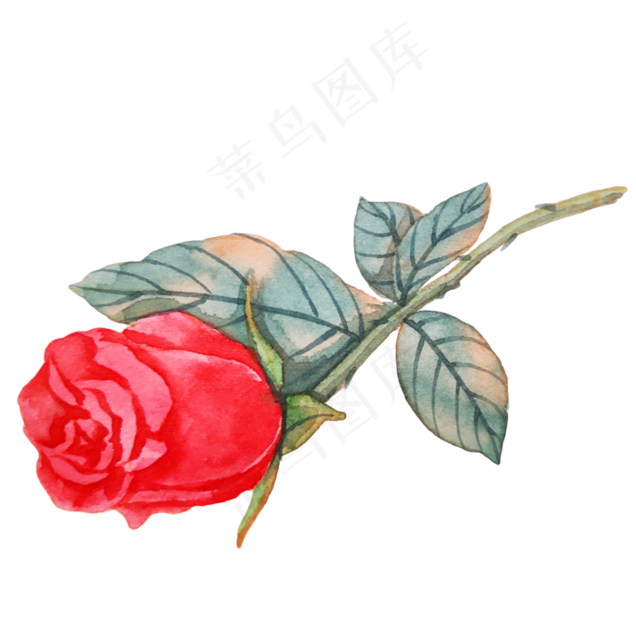 红色玫瑰蔷薇植物(2000X2000(DPI:300))psd模版下载