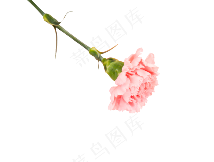 一枝花粉色的花朵,免抠元素