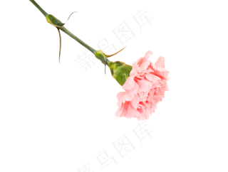 一枝花粉色的花朵,免抠元素
