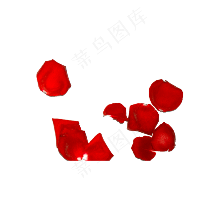 玫瑰花瓣实拍（png免抠）