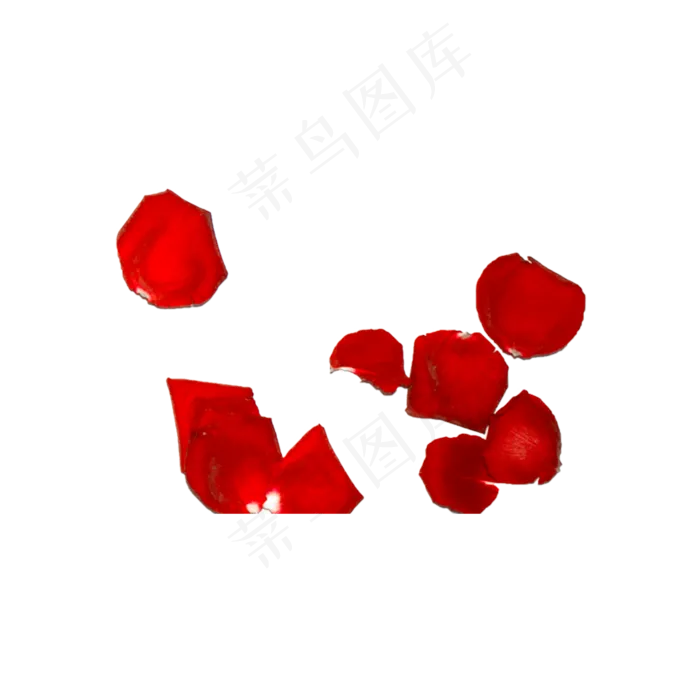 玫瑰花瓣实拍（png免抠）(2000X2000(DPI:72))psd模版下载