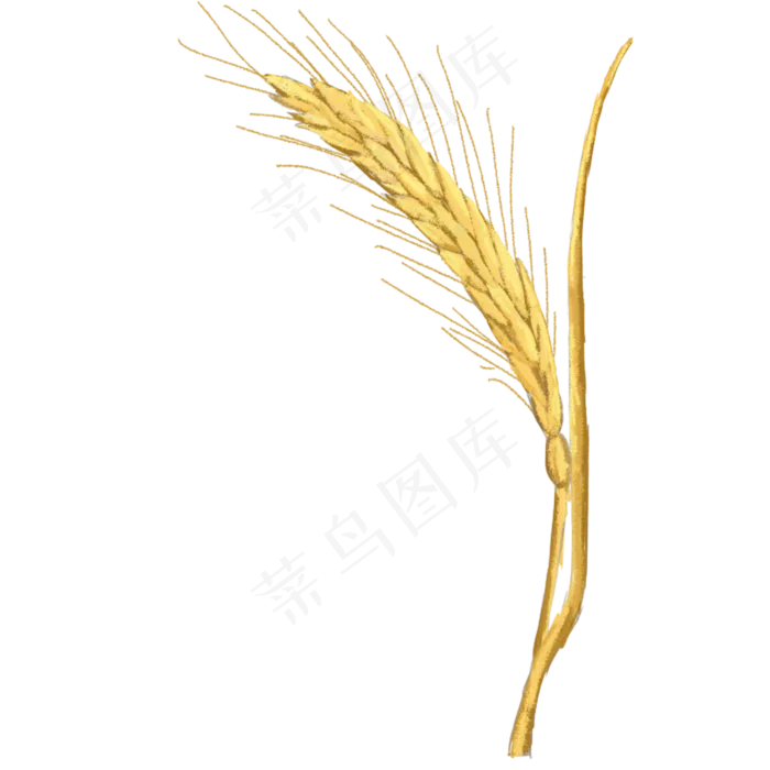 芒种麦穗(2000X2000)