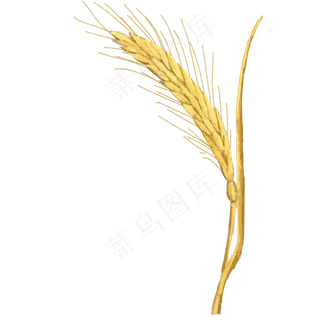 芒种麦穗