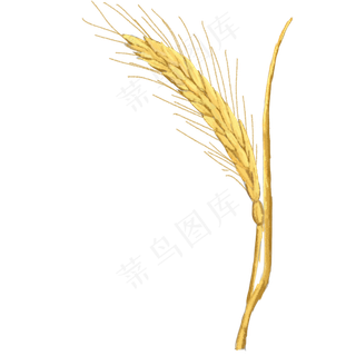 芒种麦穗