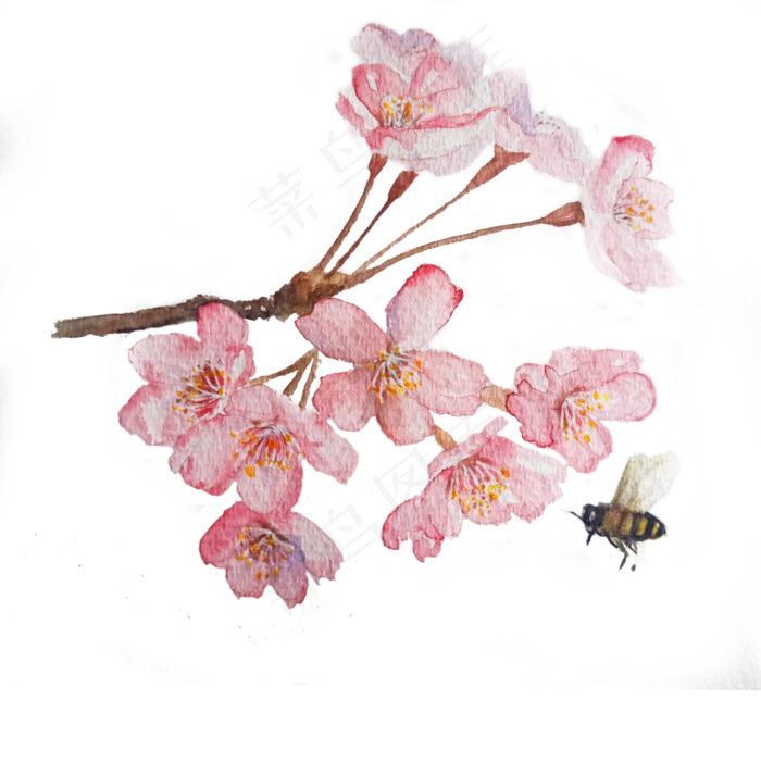 樱花粉色蜜蜂唯美PNG水彩装饰花枝,免抠元素(3000X3000(DPI:300))psd模版下载