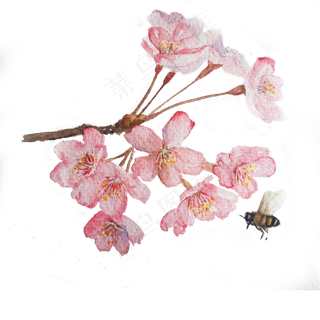 樱花粉色蜜蜂唯美PNG水彩装饰花枝,免抠元素