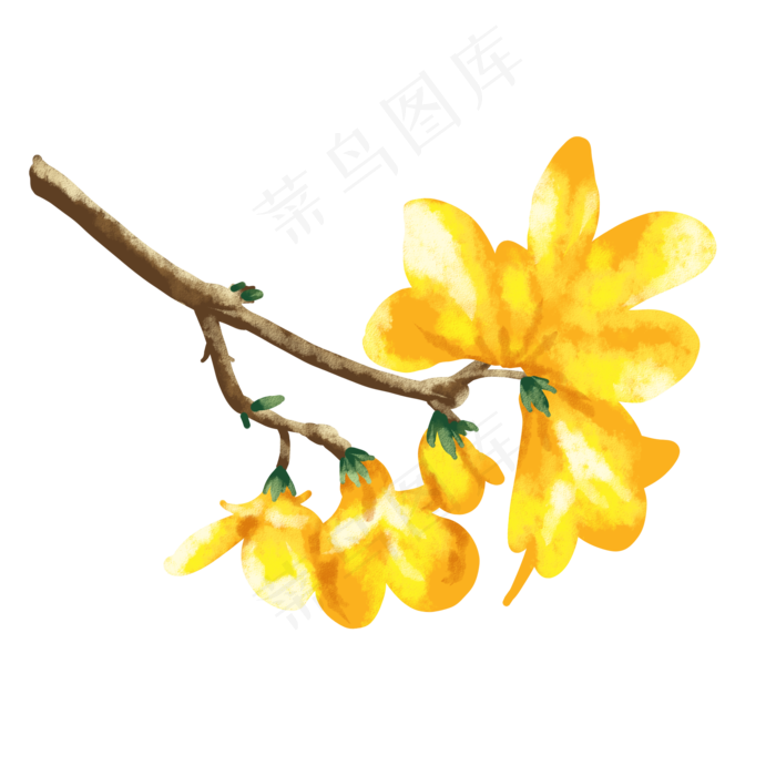 连翘花瓣(2000X2000(DPI:300))psd模版下载
