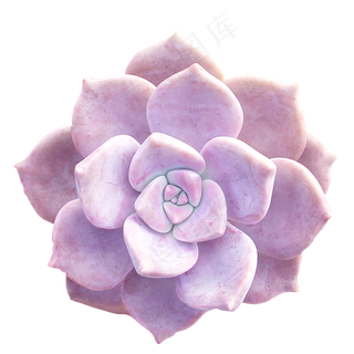 紫色多肉植物,免抠元素