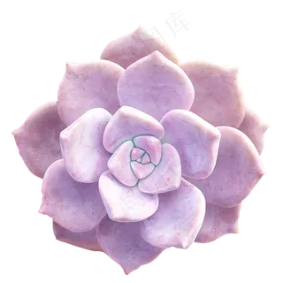 紫色多肉植物,免抠元素