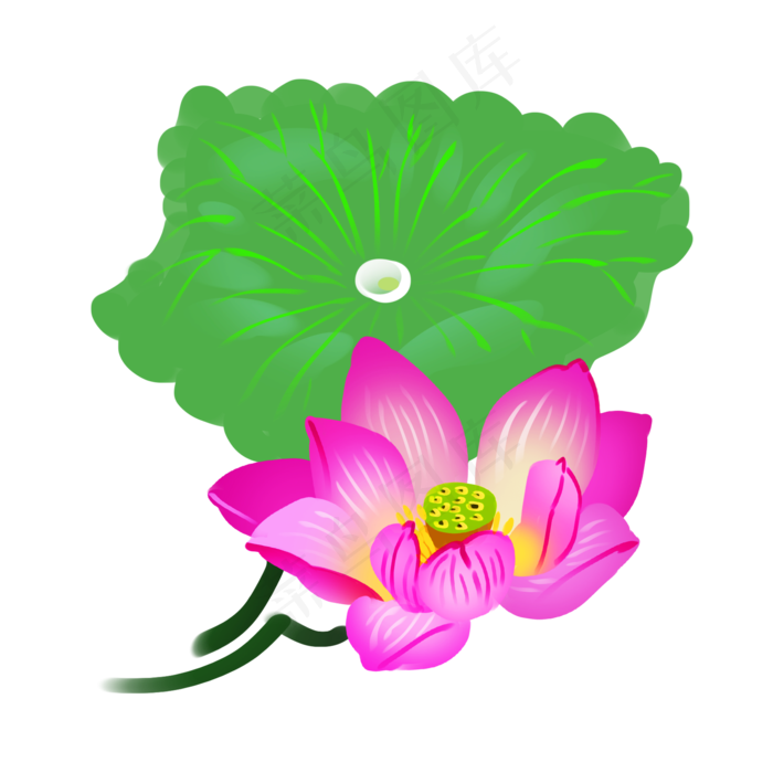 漂亮的绽放荷花插画