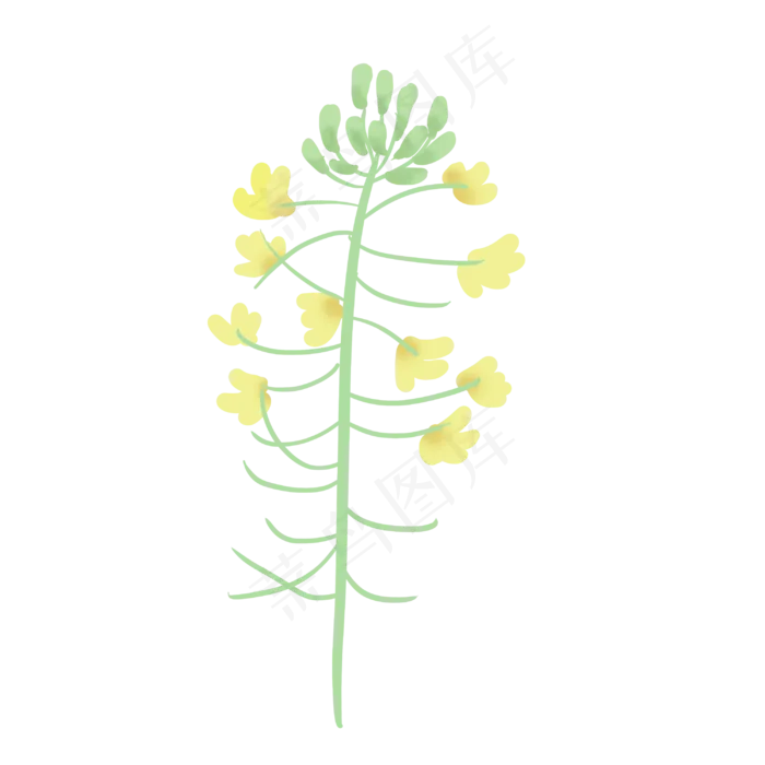 一簇小清新油菜花