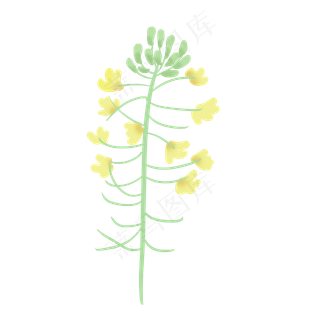 一簇小清新油菜花