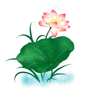 夏季小清新荷花荷叶png免抠图