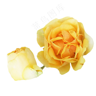 黄色玫瑰