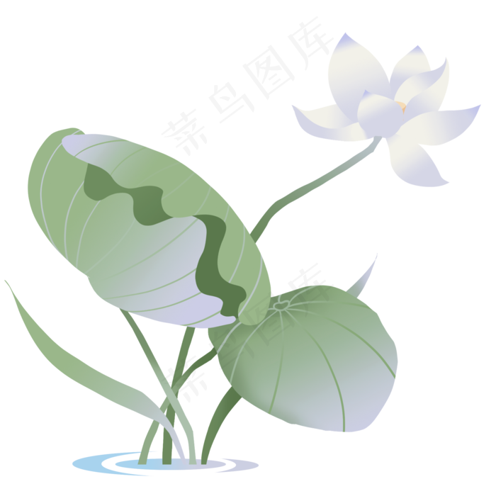 夏季节气荷花荷叶  