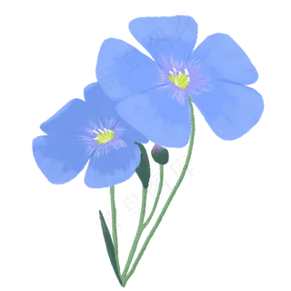 一朵亚麻籽花儿图片素材