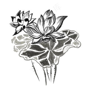 写意水墨荷花荷叶免抠插图