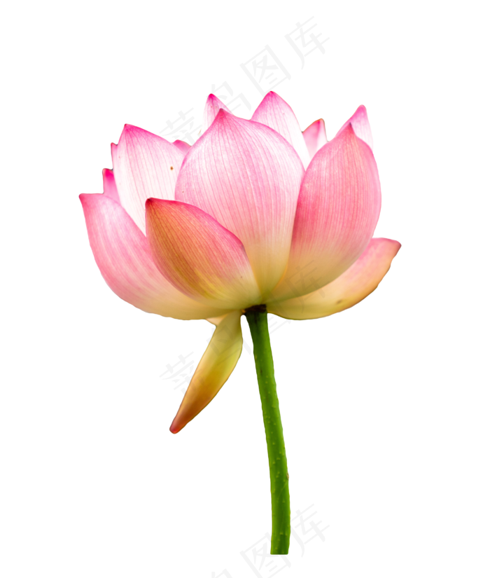 粉色荷花莲花