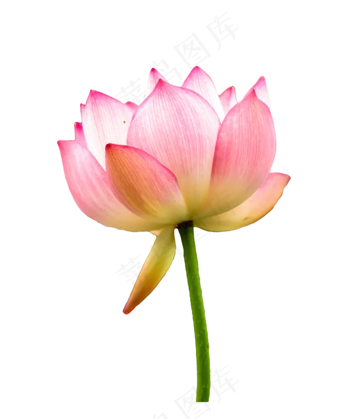 粉色荷花莲花(3000X3000(DPI:300))