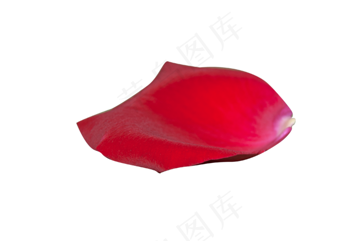 情人节红色玫瑰花瓣