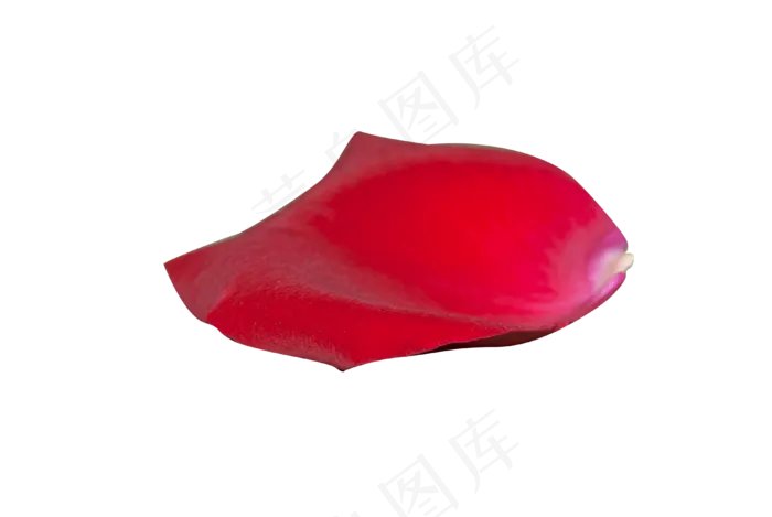 情人节红色玫瑰花瓣(3872*2592px 300 dpi )