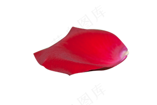 情人节红色玫瑰花瓣