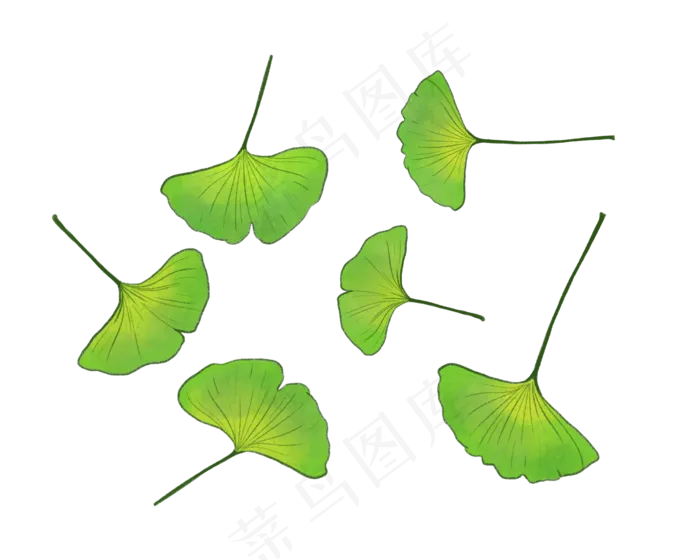 银杏树叶子(2500X2000(DPI:300))psd模版下载