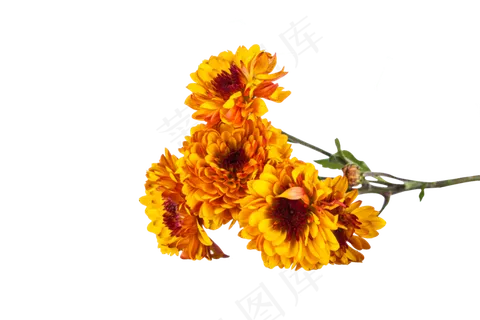 黄色菊花小雏菊实物