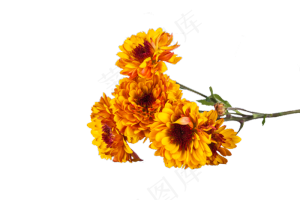 黄色菊花小雏菊实物