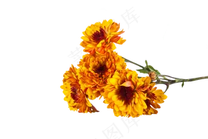 黄色菊花小雏菊实物