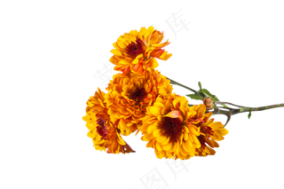 黄色菊花小雏菊实物