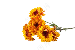 黄色菊花小雏菊实物