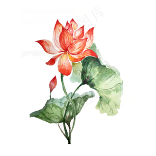 荷花莲花水彩夏日清新,免抠元素