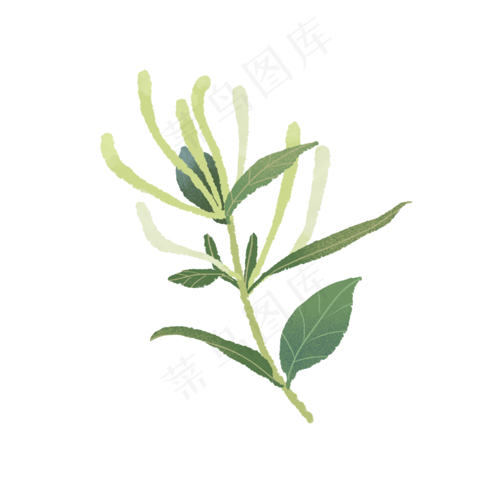 春天里开花的金银花花苞,免抠元素(3000X3000(DPI:300))psd模版下载