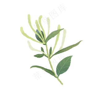 春天里开花的金银花花苞,免抠元素