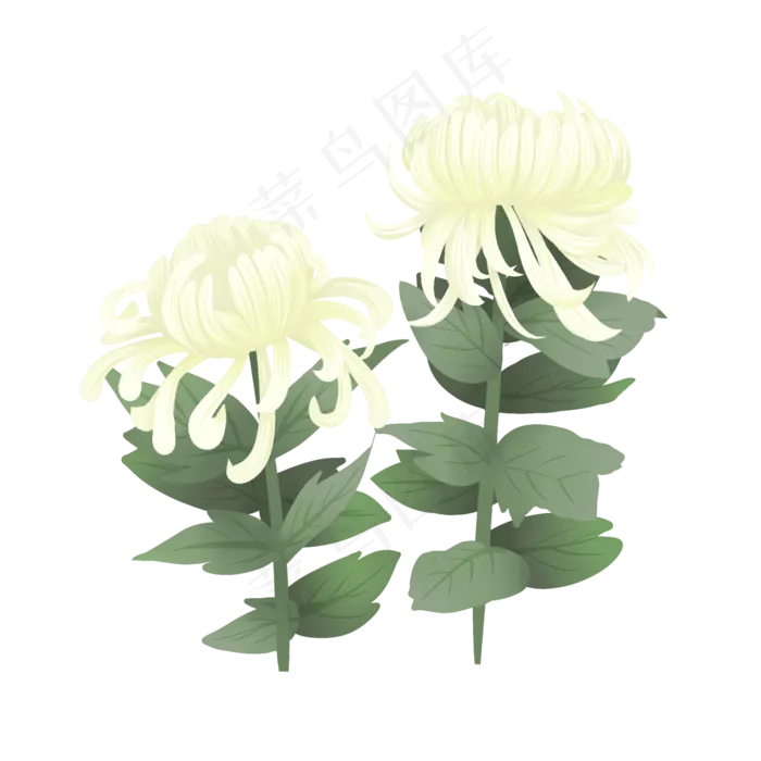 手绘花鲜花素材菊花秋菊(2000X2000(DPI:300))psd模版下载