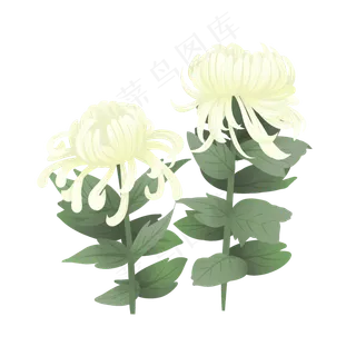 手绘花鲜花素材菊花秋菊