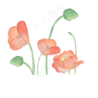 漂亮盛开着的荷花