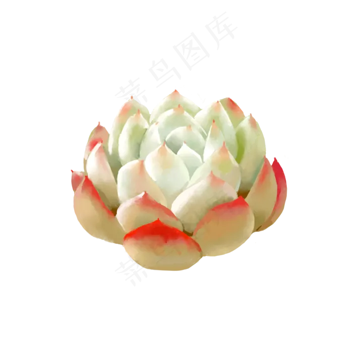 小清新水彩多肉植物3,免抠元素(2000X2000(DPI:300))psd模版下载
