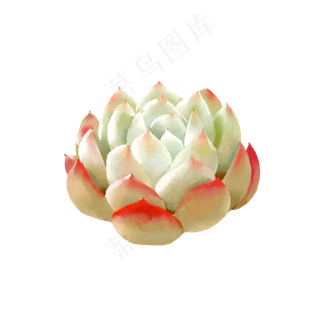 小清新水彩多肉植物3,免抠元素