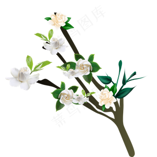 漂亮茉莉花花朵